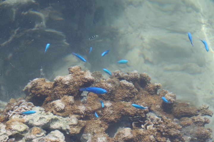 珊瑚とコバルトスズメ（ルリスズメダイ）