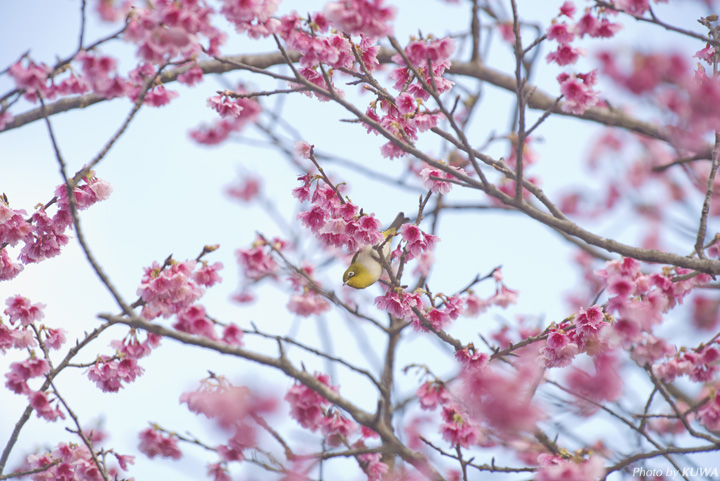 桜の木に遊びにくるメジロ