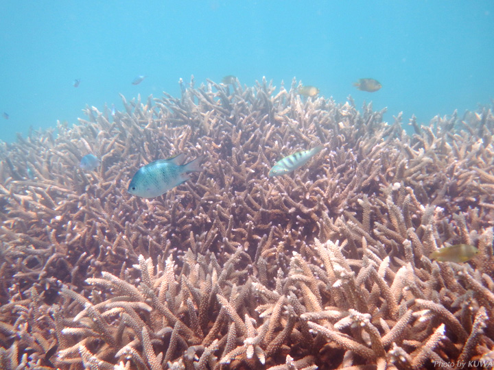 阿波連ビーチの珊瑚礁