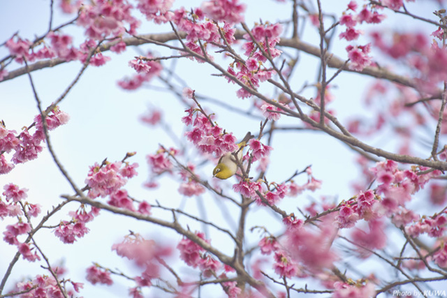 穴場の桜の観賞スポット