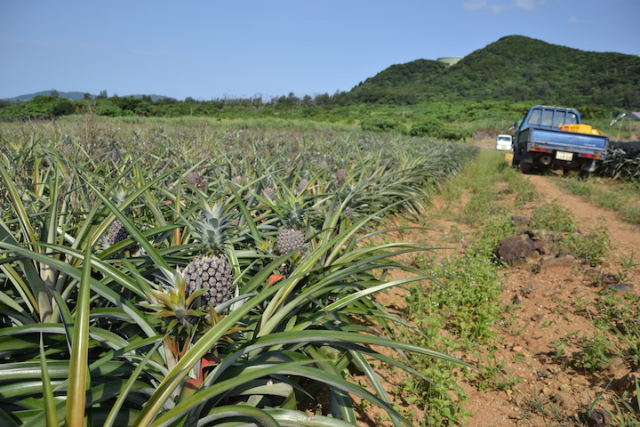 石垣島、パイナップル収穫体験