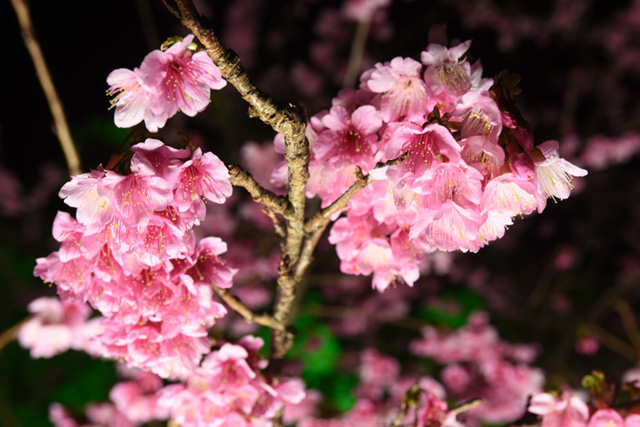 夜桜も美しいやんばるの桜、今が見頃です！