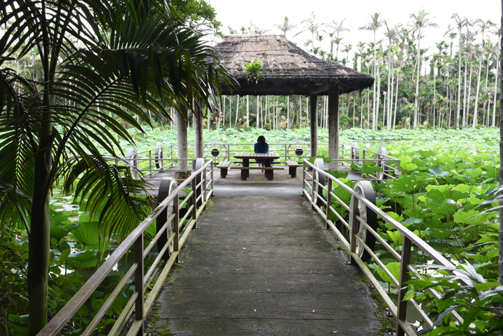 東南植物楽園の蓮に囲まれたベンチ