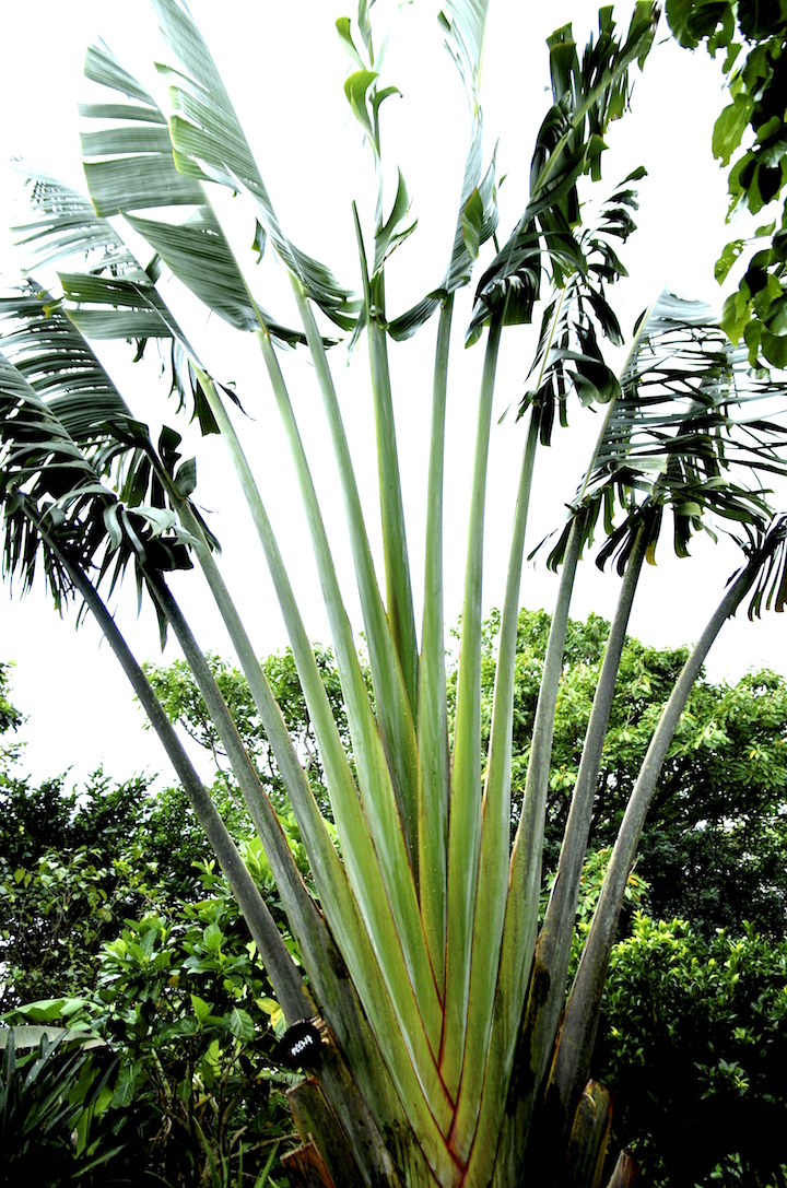 Traveler's Palm(トラベラーズ パーム)