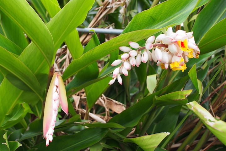 オキナワン・ハーブ“サンニン（月桃／げっとう）”の花